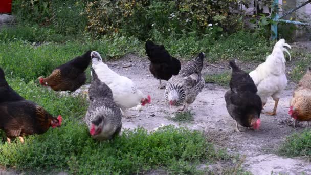 Chickens pecking at food in the yard — Stock Video