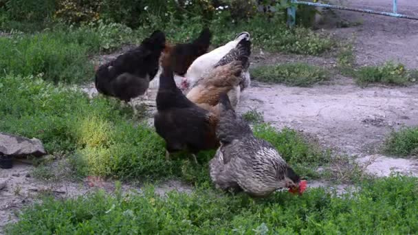 Hühner picken auf dem Hof nach Futter — Stockvideo