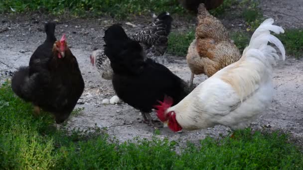Pollos picoteando comida en el patio — Vídeo de stock