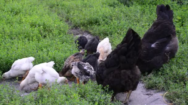 Кури чіпляються за їжу у дворі — стокове відео