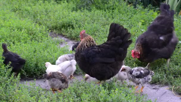 Chickens pecking at food in the yard — Stock Video