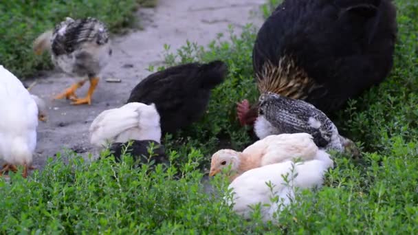 Galinhas bicando na comida no quintal — Vídeo de Stock