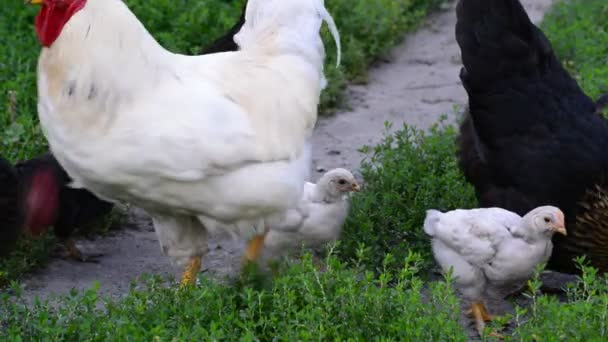 poulets picorant à la nourriture dans la cour 