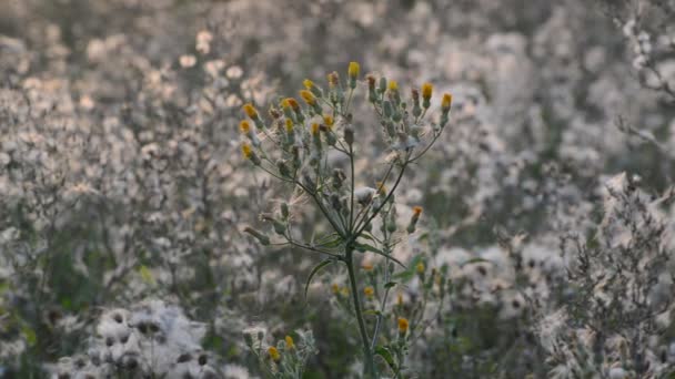 Les mauvaises herbes au coucher du soleil dans la brise — Video