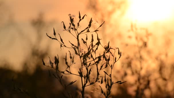 Ervas daninhas ao pôr do sol na brisa — Vídeo de Stock