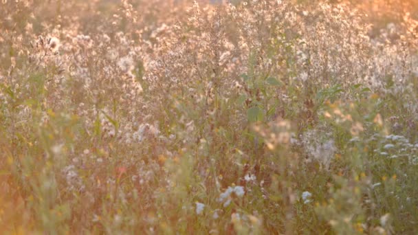 Ervas daninhas ao pôr-do-sol em brisa. período de tempo — Vídeo de Stock