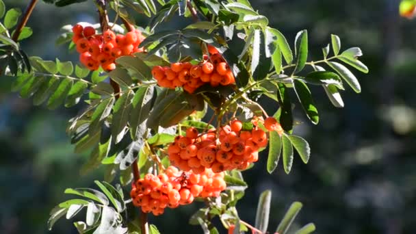 Rowan berries in summer sunset — Stock Video