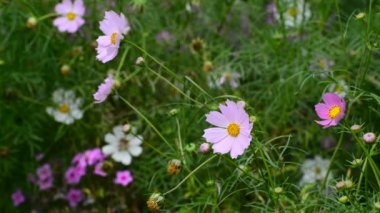 Cosmos Çiçek bahçesinde kapatın