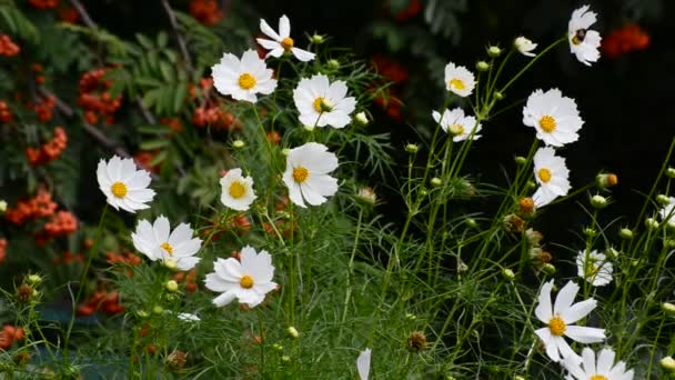 Stäng upp vit cosmos blommor i trädgården — Stockvideo