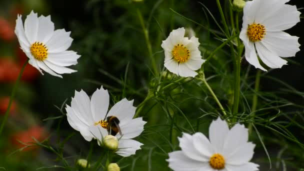 Close up flores cosmos brancas no jardim — Vídeo de Stock