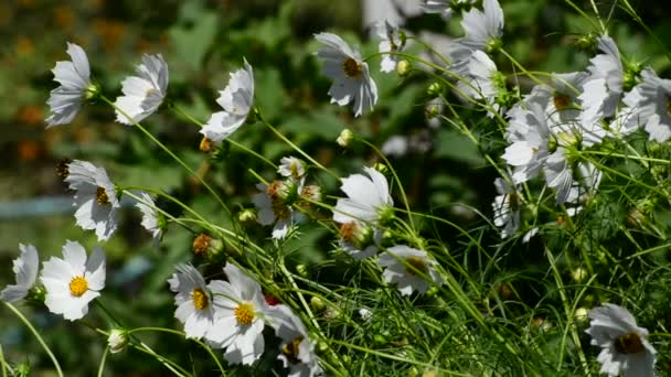 Cerca de flores cosmos blancas en el jardín — Vídeos de Stock