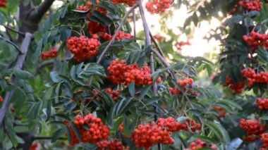 Yaz günbatımı üvez meyveleri