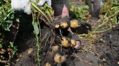 bir kürek ile kadın patates digs