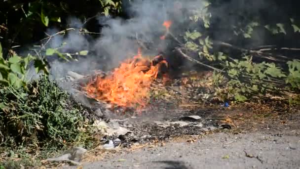 Fuego cerca de una hierba verde — Vídeos de Stock