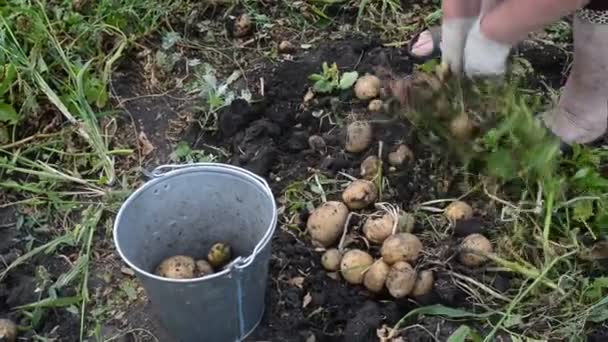 Frau schüttet Erntekartoffeln in Schubkarre — Stockvideo