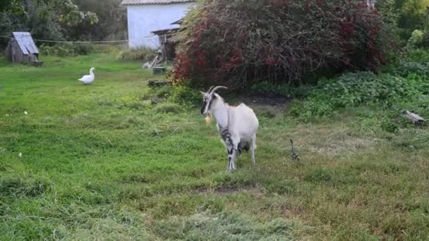 Chèvre en laisse dans le village russe — Video