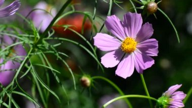 Cosmos çiçek pollinating bumble bee