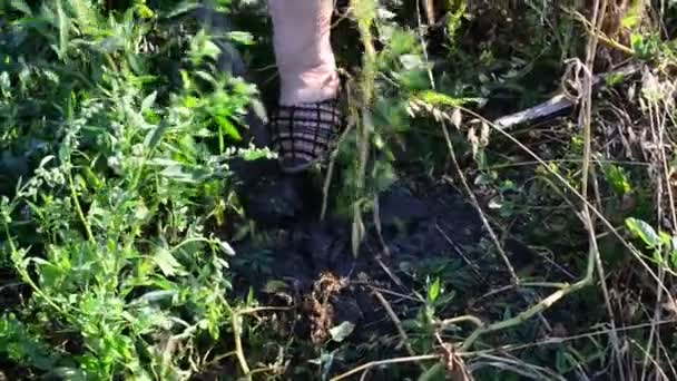 Woman with a shovel digs up potatoes — Stock Video