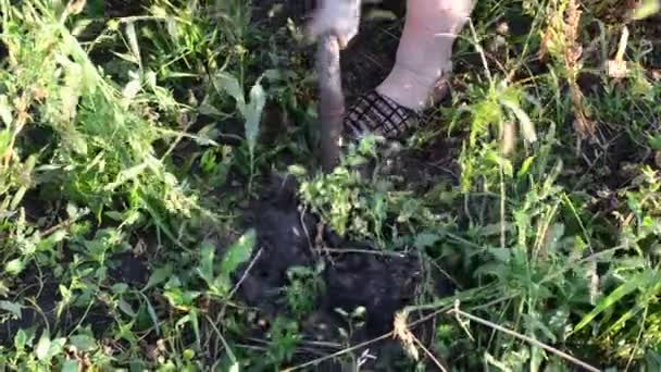 ジャガイモを掘るシャベルを持つ女性 — ストック動画