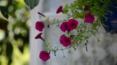 Yaz aylarında açık havada tencerede Petunya çiçek
