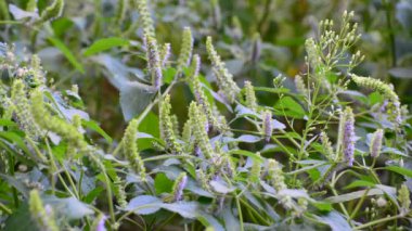 Yaz sonu yakın çekim içinde çiçek açan tarhun