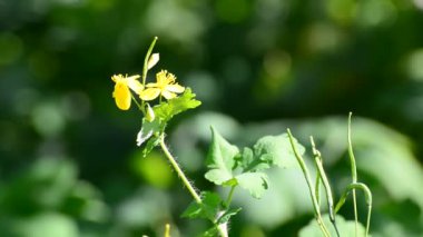 Yeşil bulanık bir arka planda sarı daha büyük bir celandin çiçeği
