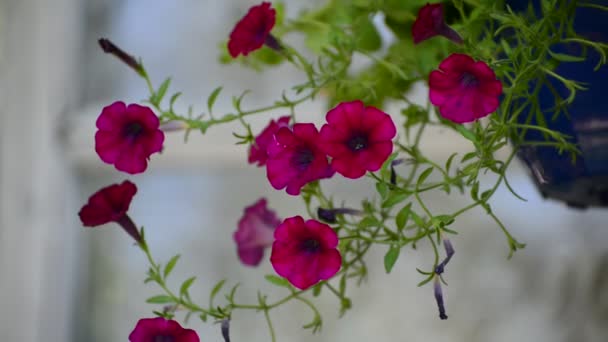 Petunia bloemen in openlucht in de zomer pot — Stockvideo