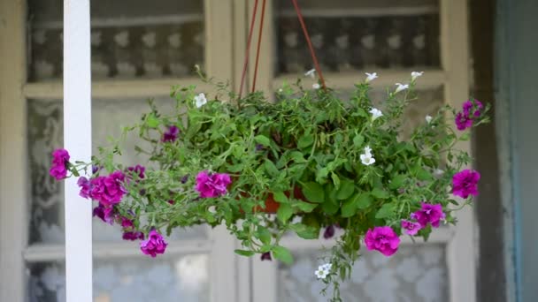 Petunia bloemen in openlucht in de zomer pot — Stockvideo