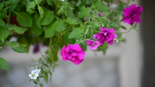 Квіти петунії в горщику на відкритому повітрі влітку — стокове відео
