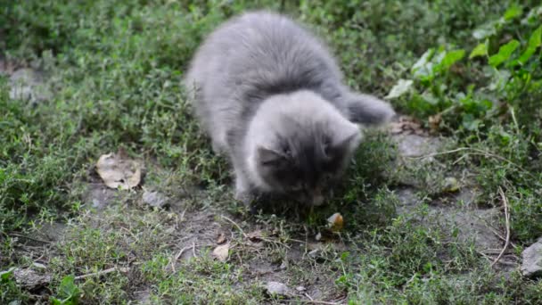 Hambriento gato callejero come pan — Vídeos de Stock