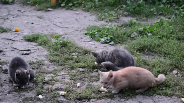 Hungriga herrelösa kattungen äter bröd — Stockvideo