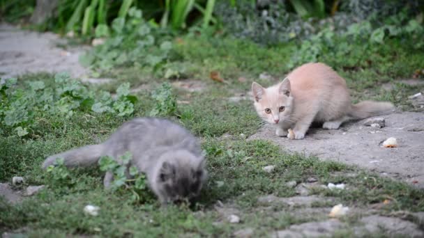 Fame gattino randagio mangia pane — Video Stock