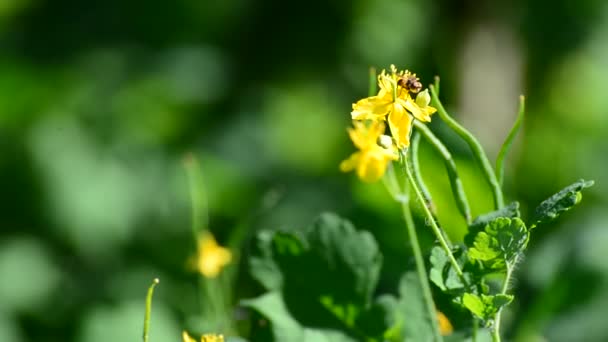 Κίτρινο μεγαλύτερο λουλούδι celandine σε ένα πράσινο θολό φόντο της φύσης — Αρχείο Βίντεο