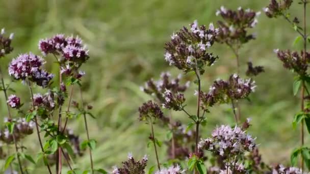 Mejorana floreciente en el viento — Vídeo de stock