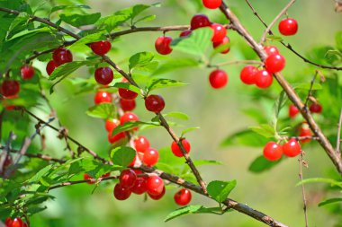 Olgun Kiraz bahçesinde hasat