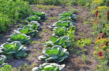 Lahana bahçesinde hasat