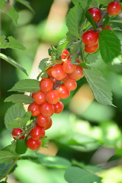 Harvest ripe cherries in the garden — Stock Photo, Image