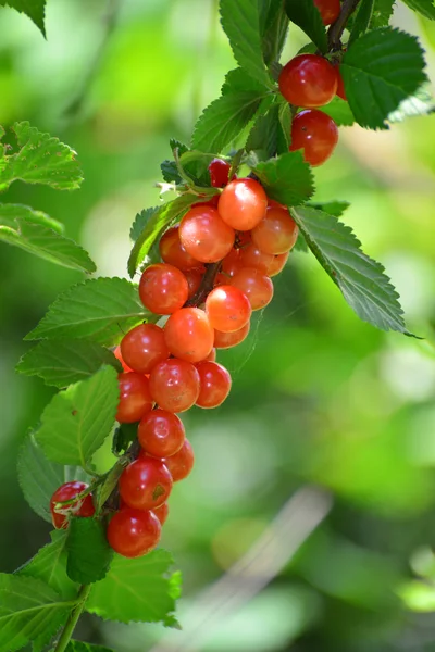 Cosecha cerezas maduras en el jardín — Foto de Stock