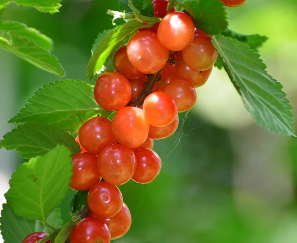 Harvest ripe cherries in the garden — Stock Photo, Image