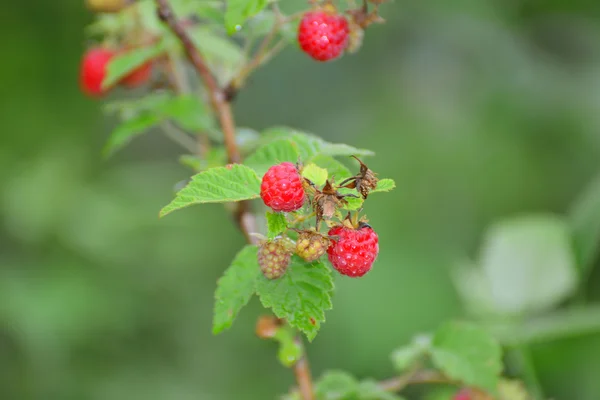 Ripe raspberries on  branch in the garden — Stock Photo, Image