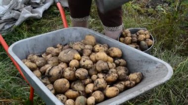 Kadın el arabası patates hasat dökülen