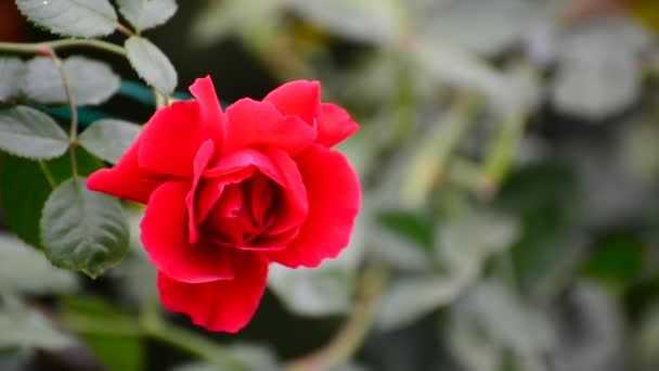 Rote Rose bewegt sich im Wind im Garten — Stockvideo