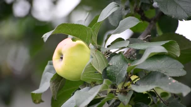 Свежее зеленое яблоко на дереве — стоковое видео