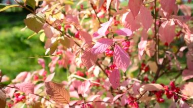yeşillik Sonbahar Boyama Euonymus