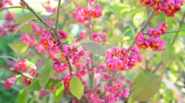 yeşillik Sonbahar Boyama Euonymus