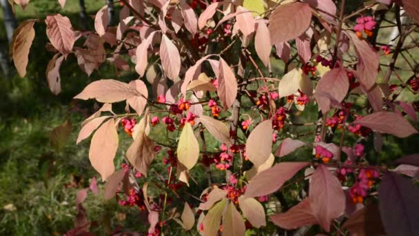 Euonymus en la coloración otoñal del follaje — Vídeo de stock