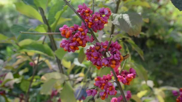 Euonymus in der Herbstfärbung des Laubes — Stockvideo