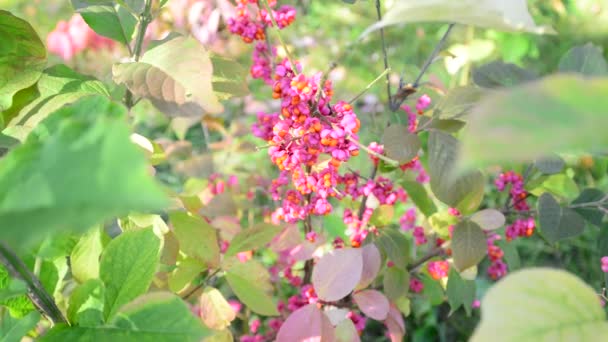 Euonymus en la coloración otoñal del follaje — Vídeo de stock