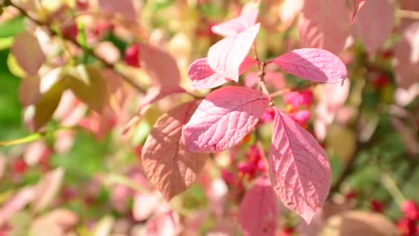 Euonymus na coloração de outono de folhagem — Vídeo de Stock