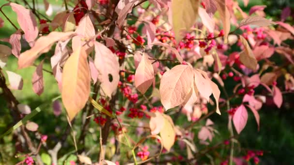 Euonymus в осенней окраске листьев — стоковое видео